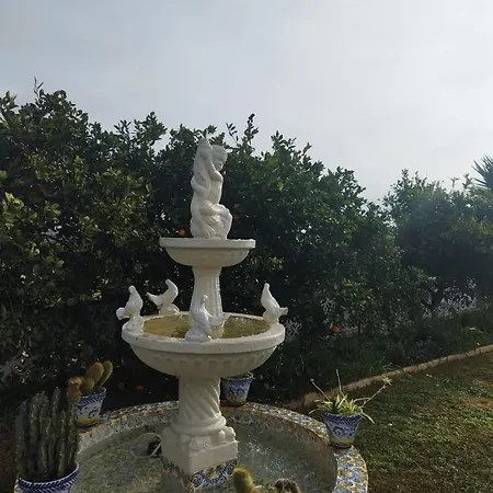 Naranjo Séville