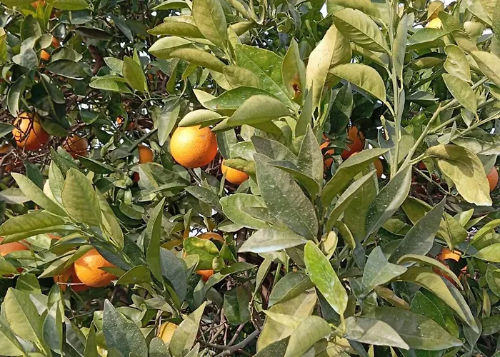 Naranjo סביליה